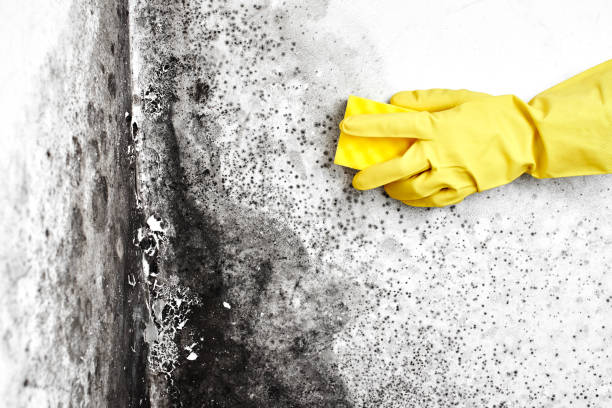 Best Attic Mold Removal  in Fairmount, GA